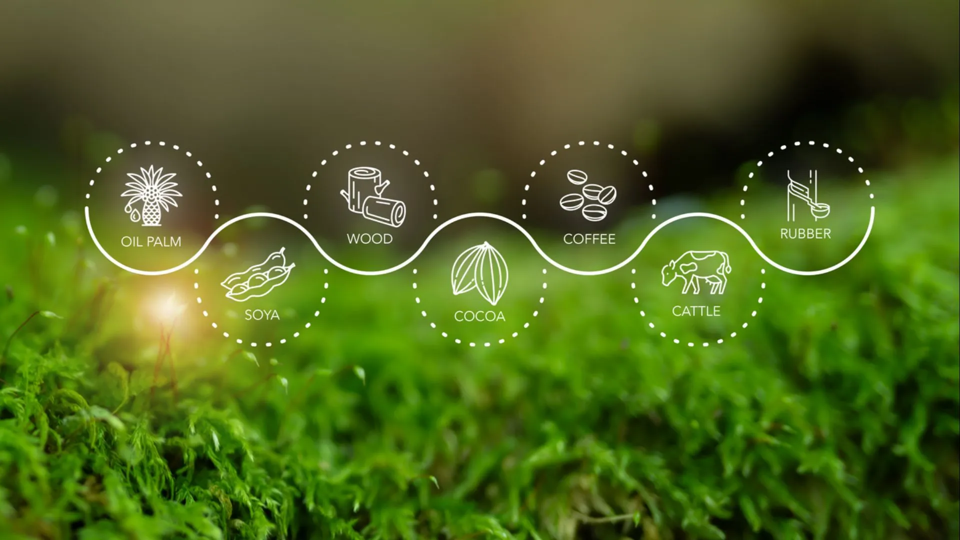 La simplification du règlement européen contre la déforestation (RDUE) en 2026 : quels impacts pour les PME ?