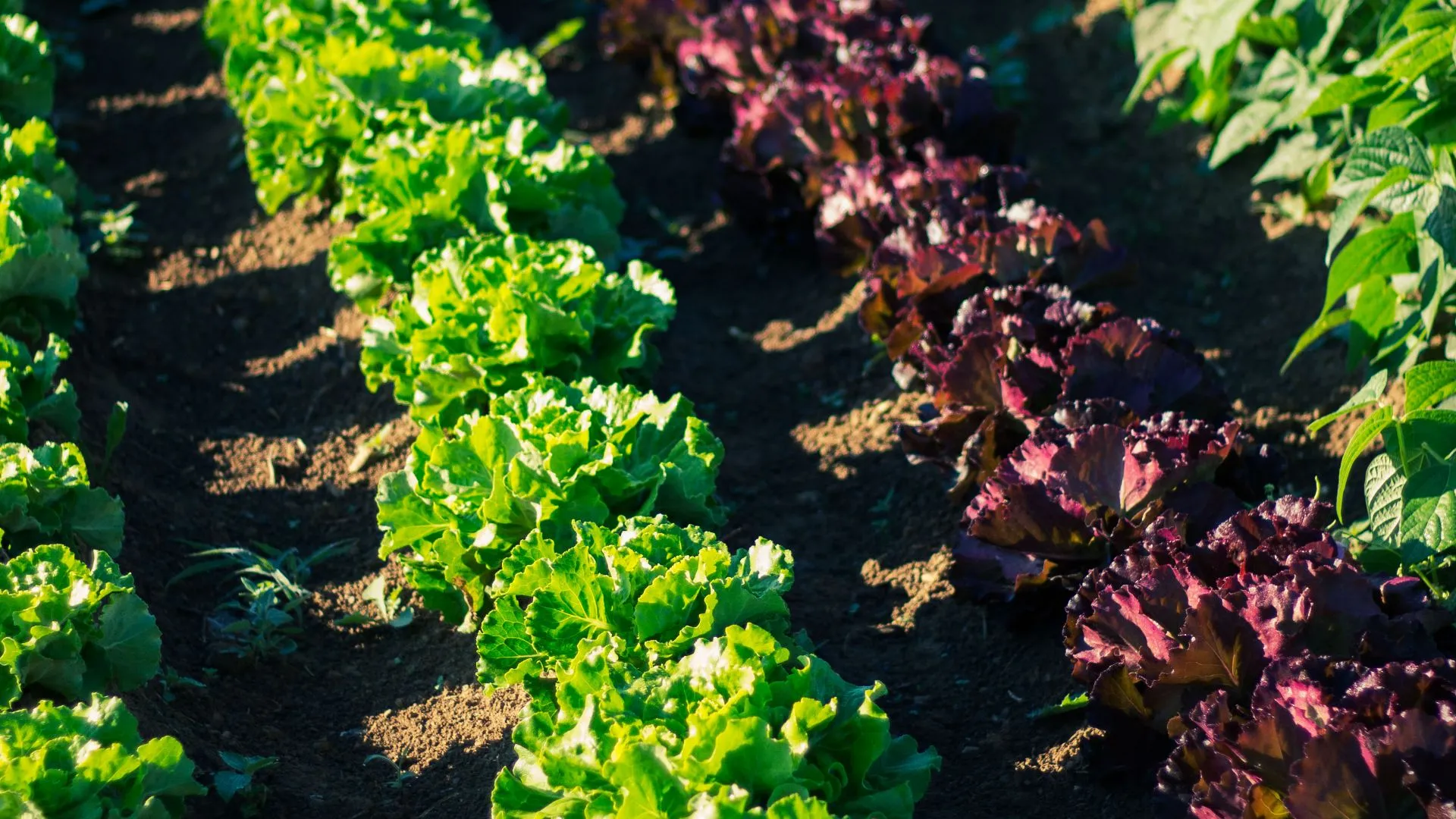Success Story der Firma CO-LABOR „ Biodiversität “